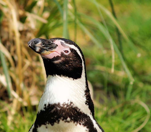 Free Humboldt Penguin Spheniscus Humboldti photo and picture
