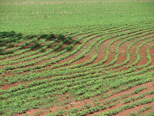 Free Plantation Soy photo and picture