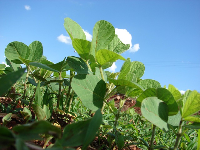 Free Plantation Soy photo and picture