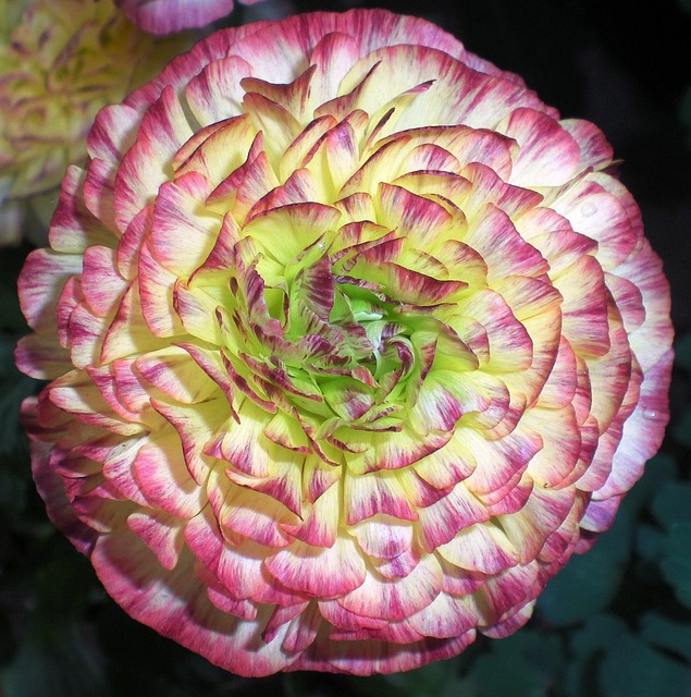 Free Flower Beautiful Flowers photo and picture