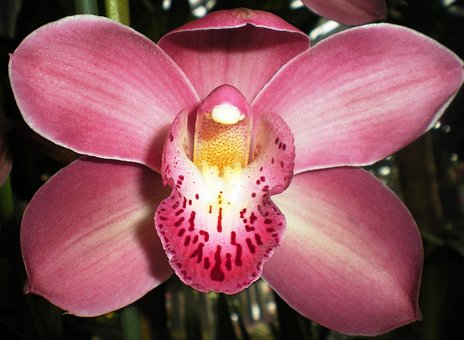 Free Orchid Flower photo and picture