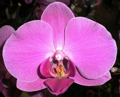 Free Orchid Nature photo and picture