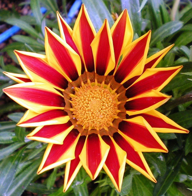 Free Petals Nature photo and picture