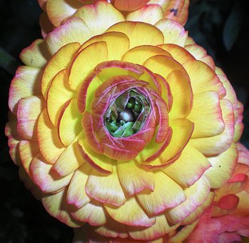 Free Petals Flower photo and picture