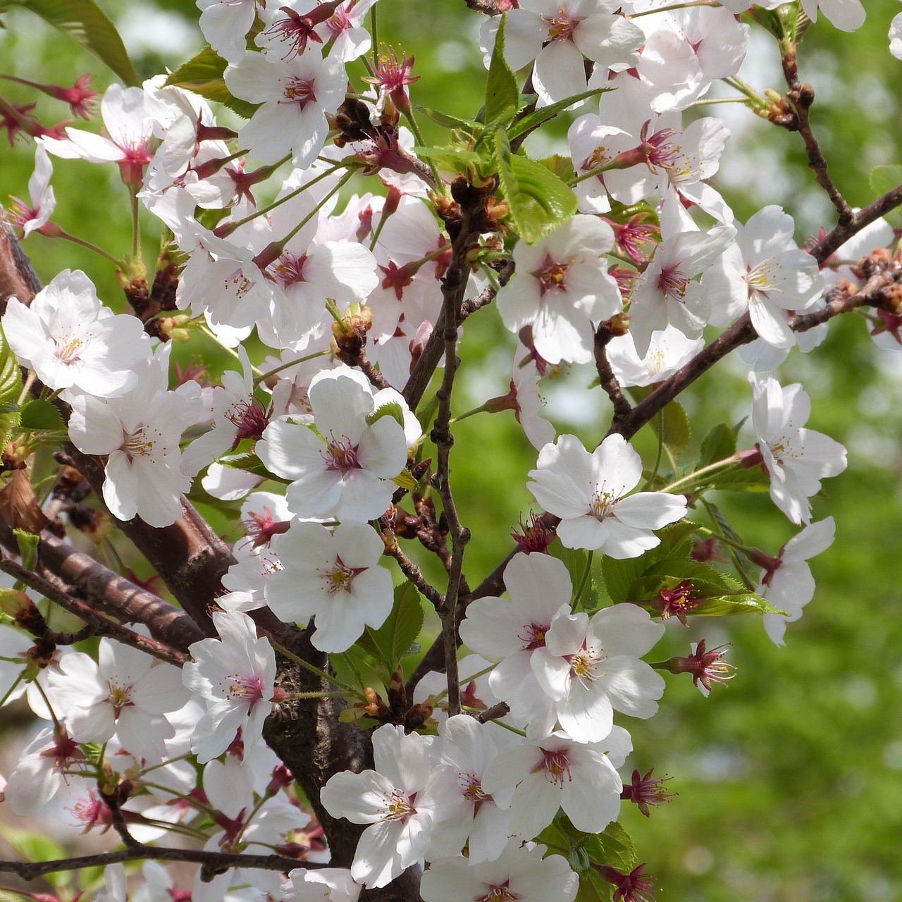kirschbl-ten-feder-blumen-bl-hende-kostenloses-foto-auf-pixabay-pixabay