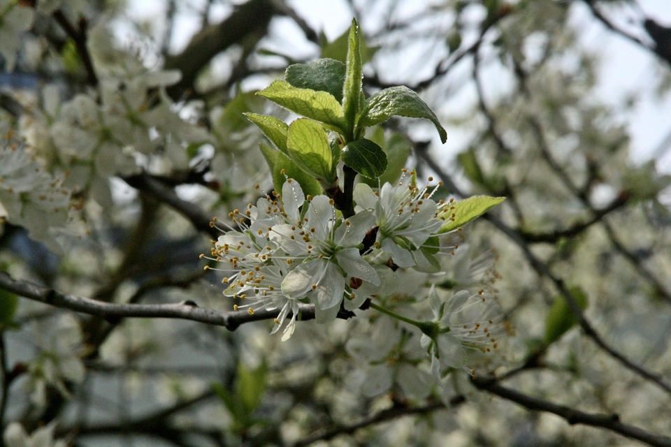 Plum Tree Flowering Branch - Free photo on Pixabay - Pixabay