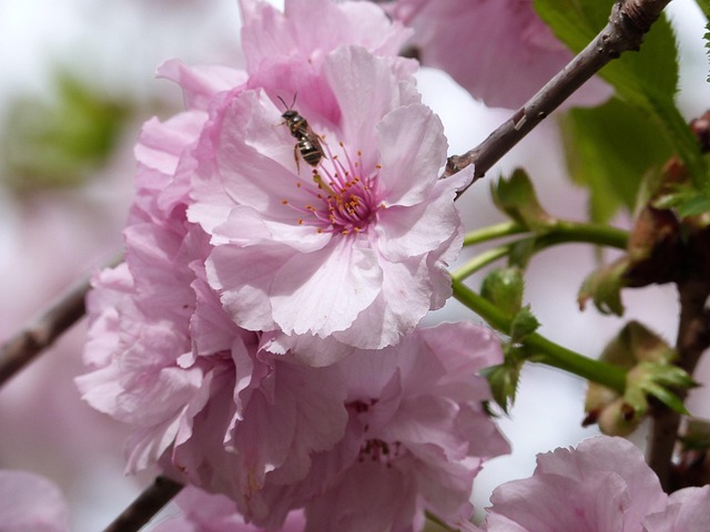 Free Blooming Tree Bee photo and picture