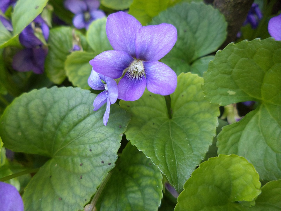 Viol Blommor Violett · Gratis foto på Pixabay
