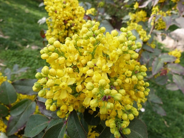 Free Flowers Spring photo and picture