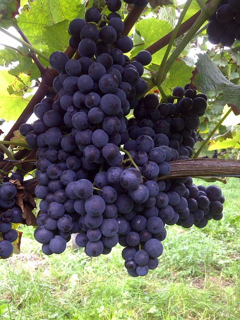 Free Grapes Grapevines photo and picture