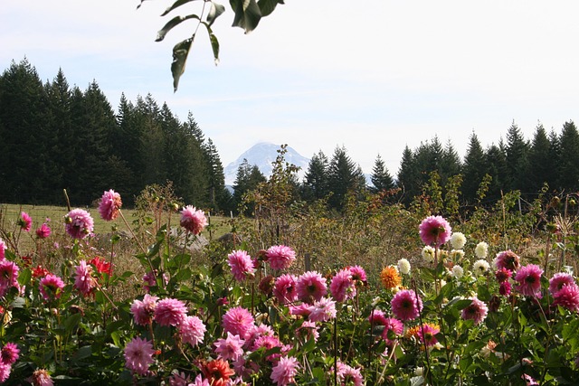 Free Dahlias Mt Hood photo and picture