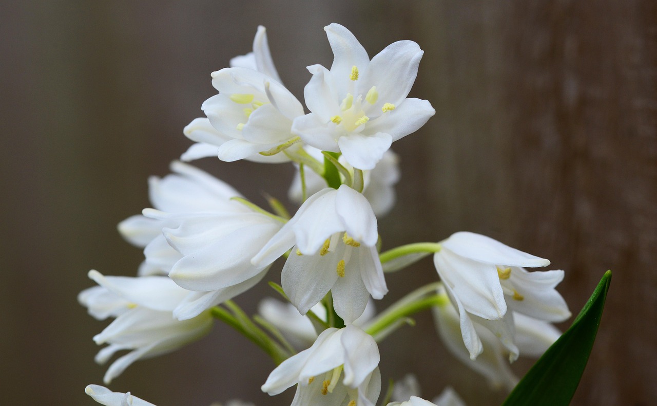 Wood Hyacinth White Bell Flower Free photo on Pixabay Pixabay