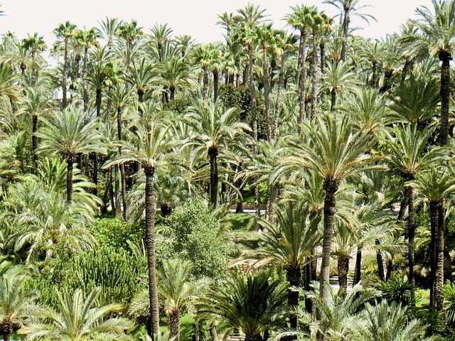 Free Palm Trees photo and picture
