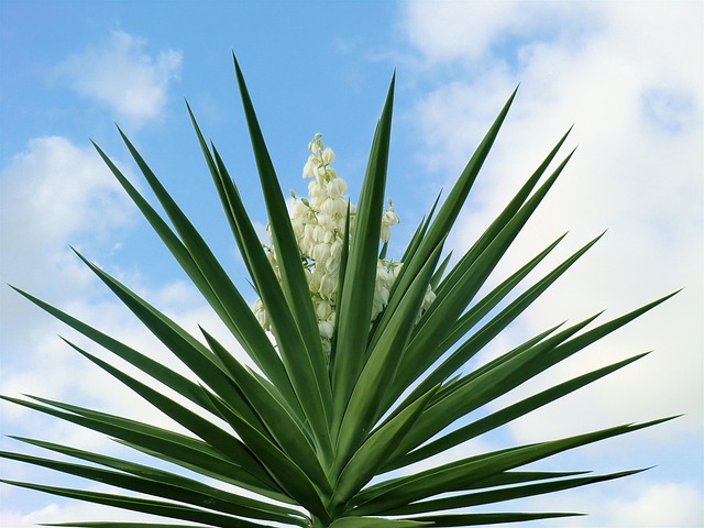 Free Plant Beautiful Flowers photo and picture