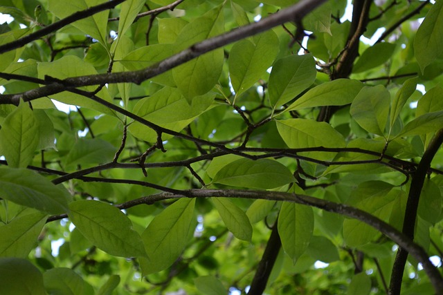 Free Green Plants photo and picture