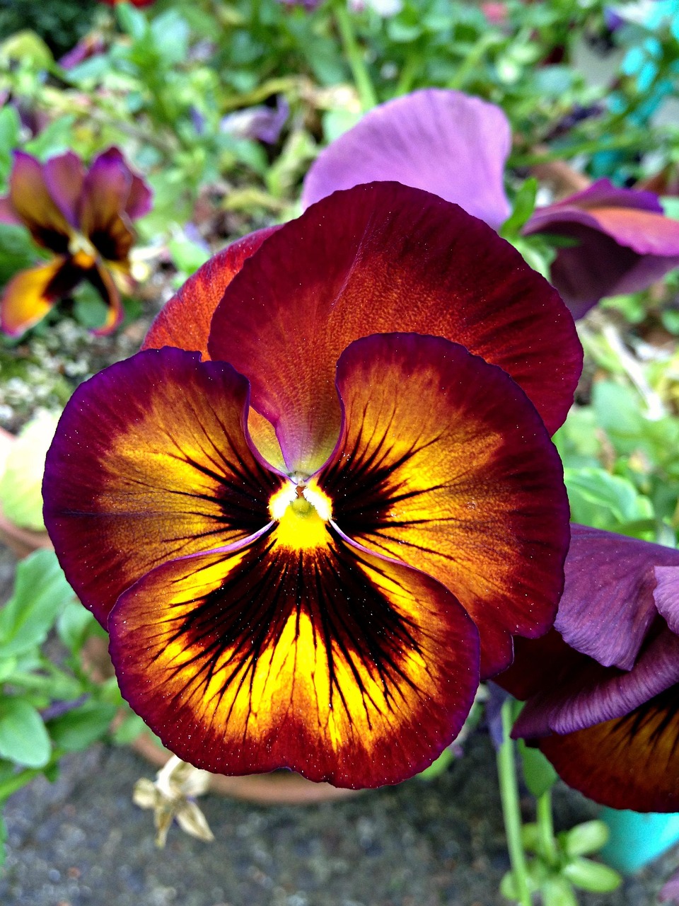 Pens e Fleurs Sauvages Fleur Photo Gratuite Sur Pixabay