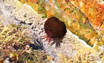 beadlet anemone, anemone, actinia equina