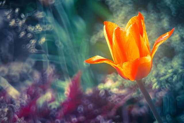 Free Flower Tulip photo and picture