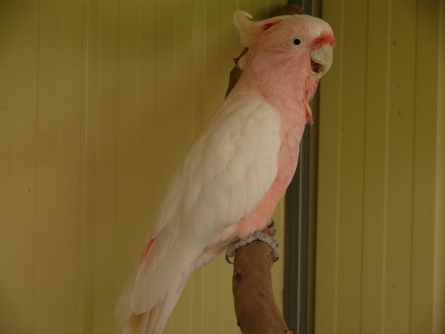 オカメインコ:宿泊施設、無料飛行、小さなオウムのための楽しみ