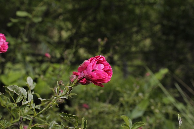 Free Flower Pink photo and picture