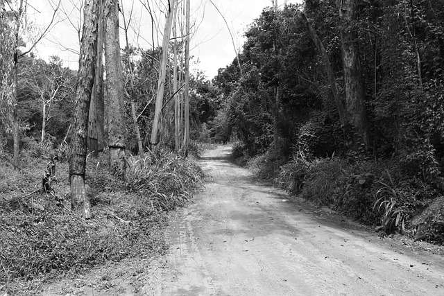 Free Bush Dirt Road photo and picture