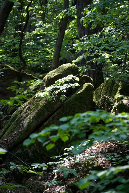 Free Beech Forest Moss photo and picture