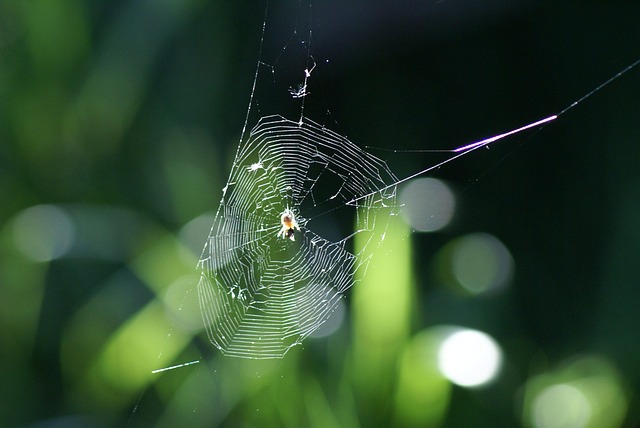 Free Spider Web Spider photo and picture