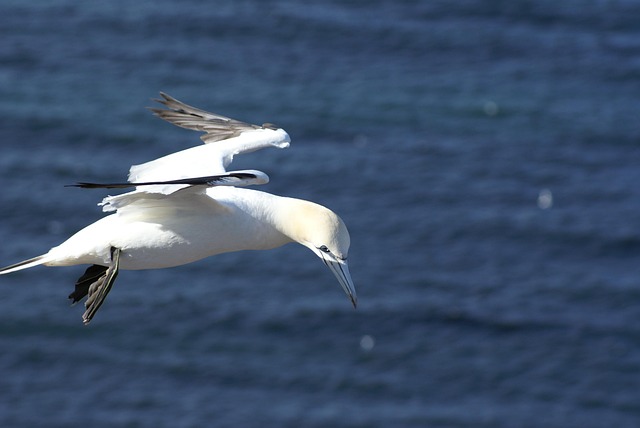 Free Gull Nature photo and picture