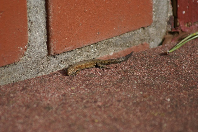 Free Lizard Nature photo and picture