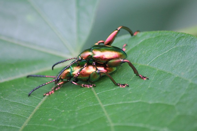 Free Ladybug Insect photo and picture