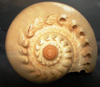 Free Seashell Spiral photo and picture