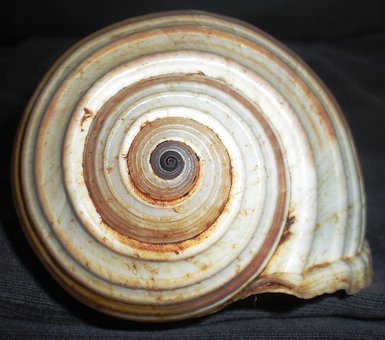 Free Seashell Spiral photo and picture