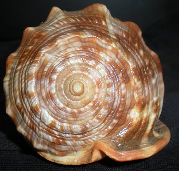 Free Seashell Nature photo and picture