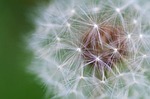 dandelion, flower, plant