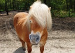 horse, pony, equus ferus caballus