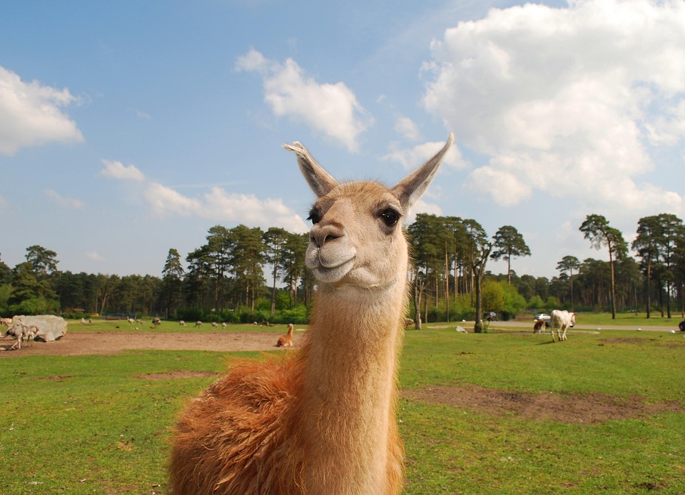 ラマ 動物 野生動物 - Pixabayの無料写真
