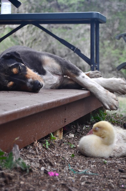 Free Dog Gosling photo and picture