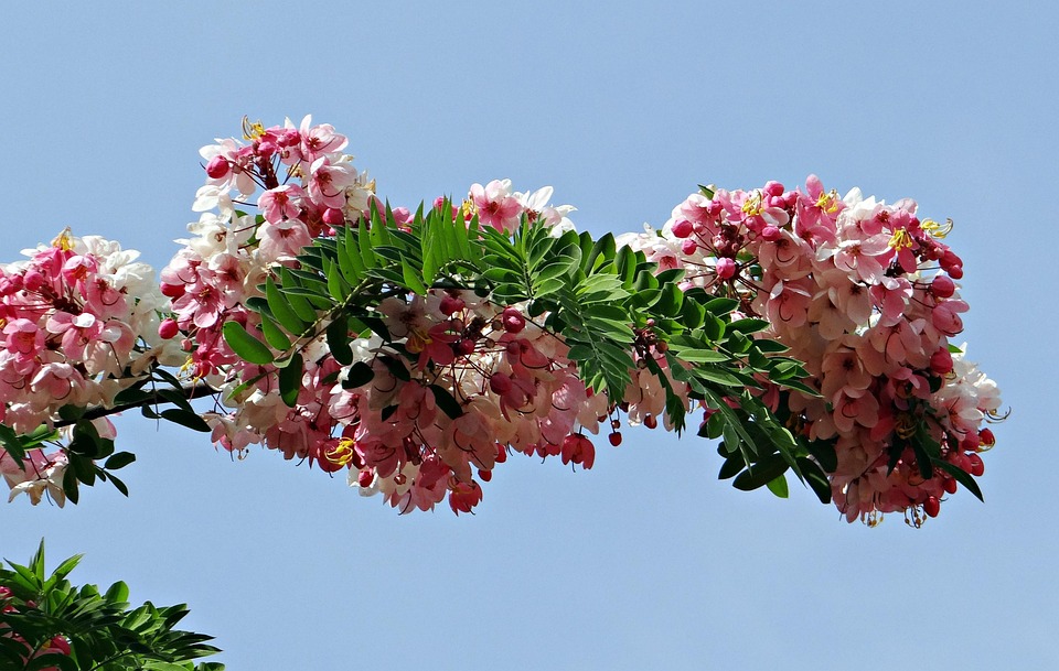 Cassia Javanica Java Pink - Free photo on Pixabay - Pixabay