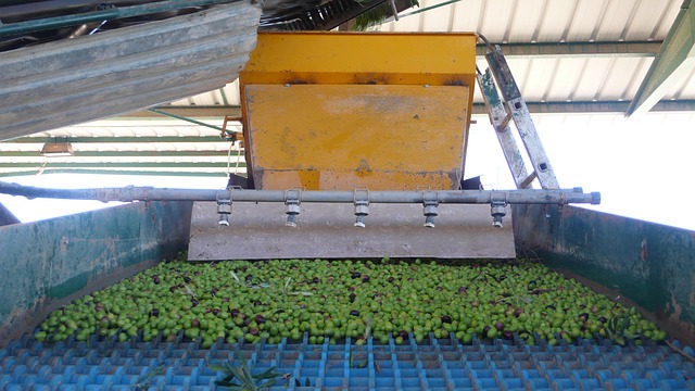 Free Olives Olive Grove photo and picture