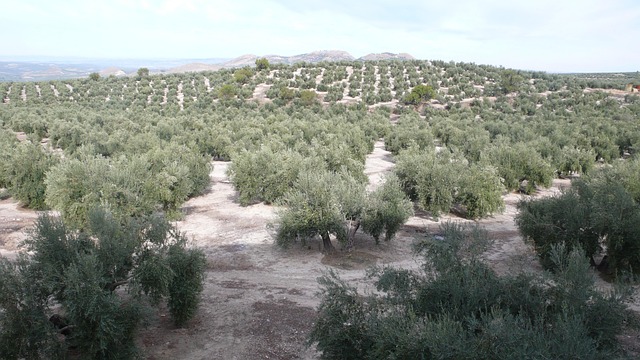 Free Olive Grove Olive photo and picture