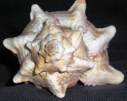 Free Seashell Shell photo and picture