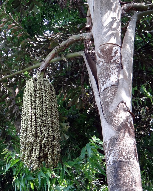 Free Fishtail Palm Jaggery Palm photo and picture