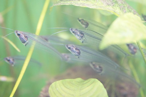 40以上の無料魚の群れ 魚画像 Pixabay
