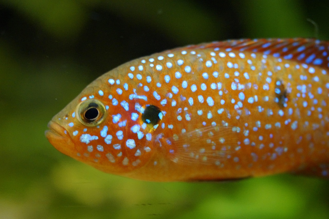 Fish Orange Fluorescent - Free photo on Pixabay - Pixabay