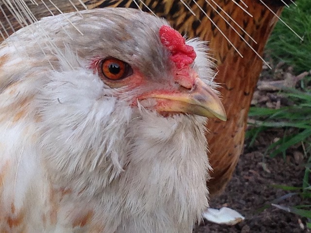 Free Hen Poultry photo and picture