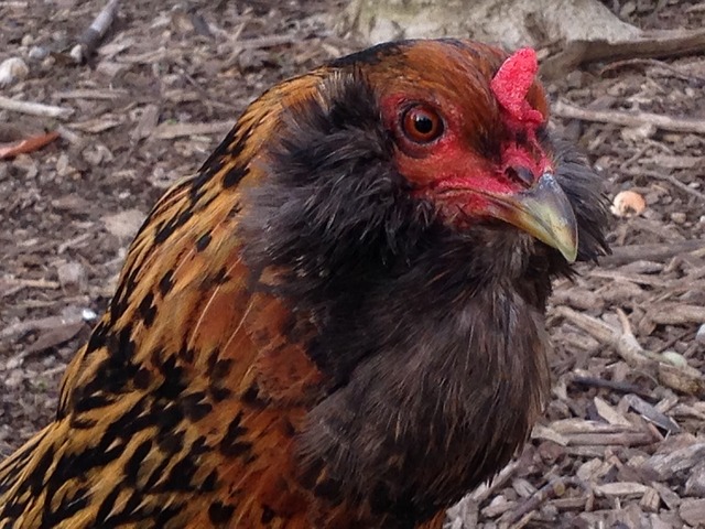 Free Hen Farm Animals photo and picture