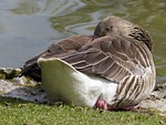 bean goose, feathered, animal