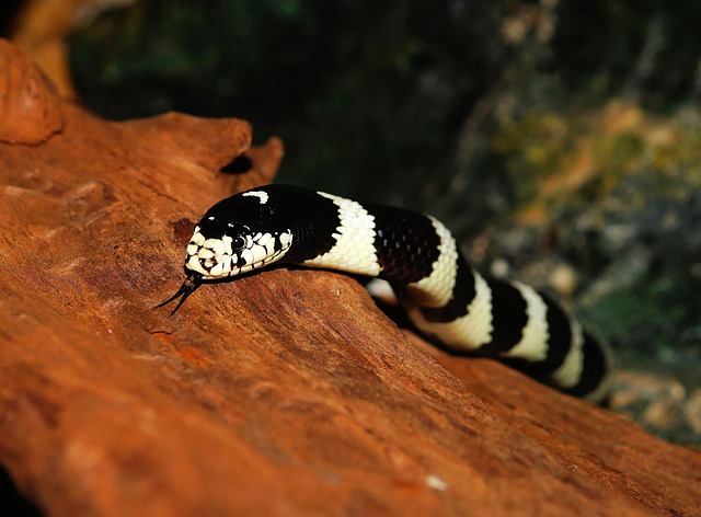 Free Chain Snake Line photo and picture
