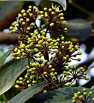 heptapleurum venulosum, schefflera vine, dhovalata