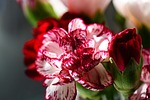 carnation, cultivar, dianthus caryophyllus